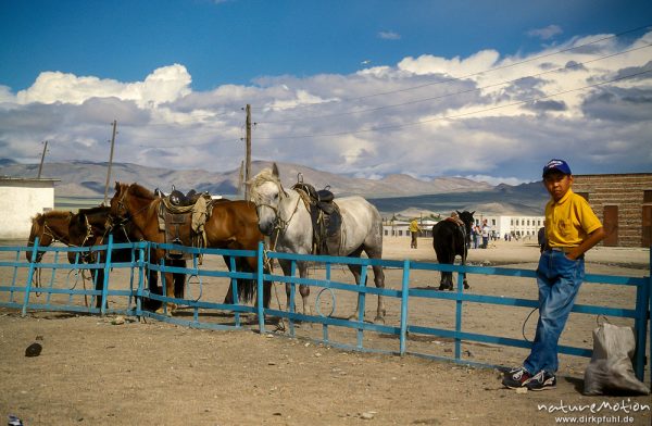 angebundene Pferde und wartender Junge, Markt von Chowd, Chowd, Mongolei
