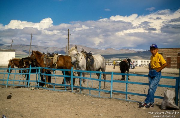 angebundene Pferde und wartender Junge, Markt von Chowd, Chowd, Mongolei