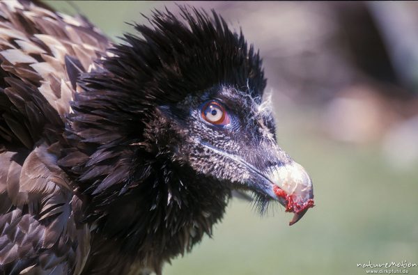 Bartgeier, Gypaetus barbatus, Accipitridae, Kopf eines Jungtiers, in Gefangenschaft bei kasachischen Falknern, Chowd, Mongolei