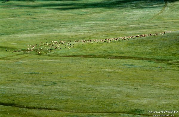 Schafherde inmitten grüner Steppe, , Mongolei