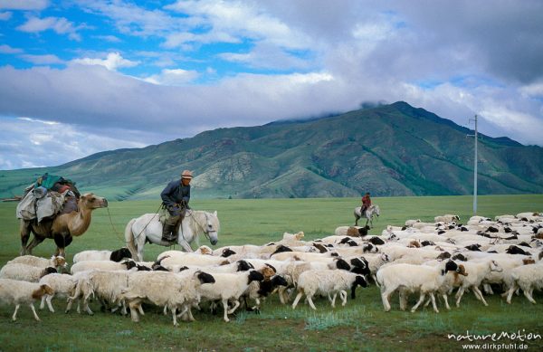 Nomadenzug, Schafherde und Kamel mit Gepäck beim Zug zum nächsten Wohnplatz, Changai, Mongolei