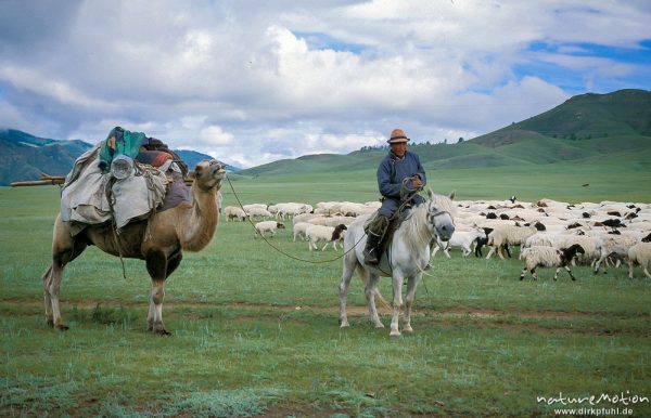 Nomadenzug, Schafherde und Kamel mit Gepäck beim Zug zum nächsten Wohnplatz, Changai, Mongolei