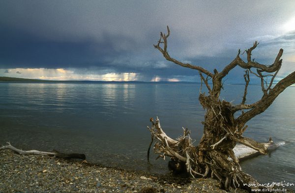Wurzelteller eines umgestürzten Baumes am Seeufer, im Hintergrund Regenwolken, Chowsgöl Nuur, Mongolei