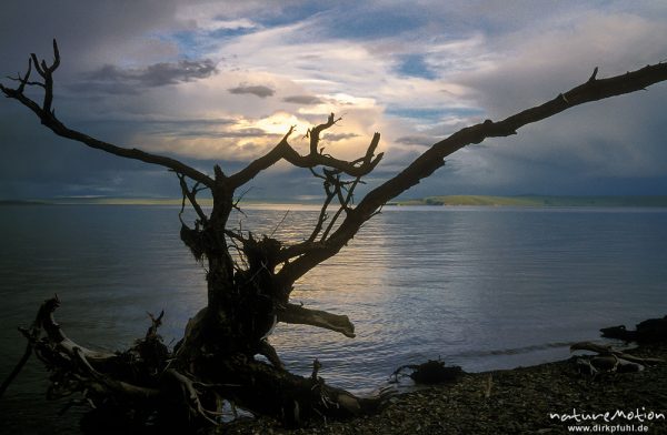 Silhouette eines umgestürzten Baumes am Seeufer, im Hintergrund Regenwolken, Abendlicht, Chowsgöl Nuur, Mongolei