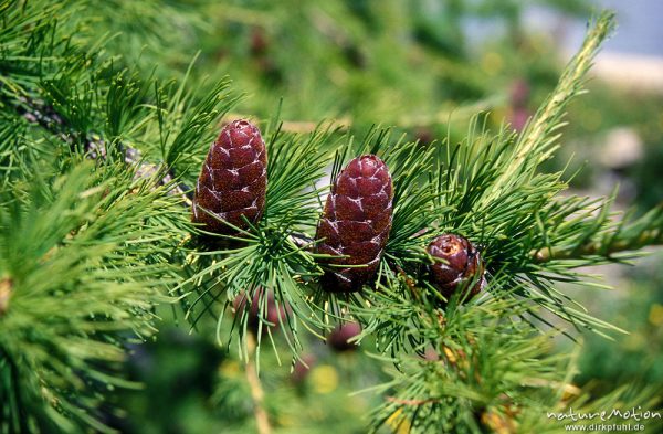 Sibirische Lärche, Larix sibirica, Pinaceae, Zapfen, Chowsgöl Nuur, Mongolei