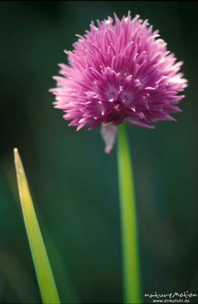 Schnittlauch, Allium schoenoprasum, Liliaceae, Blütenstand, Chowsgöl Nuur, Mongolei