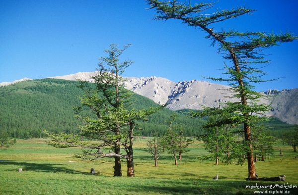 Sibirische Lärche, Larix sibirica, Pinaceae, einzelne Bäume und Wald, Chowsgöl Nuur, Mongolei