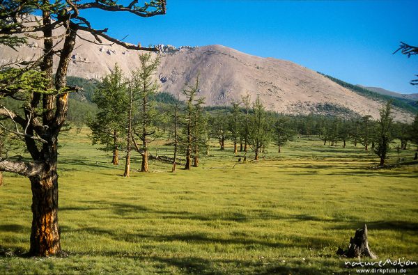 Sibirische Lärche, Larix sibirica, Pinaceae, einzelne Bäume und Wald, Chowsgöl Nuur, Mongolei