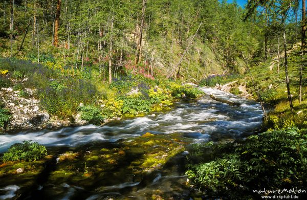 heiliger Fluss, entspringt unmittelbar aus einer Bergflanke, Chowsgöl Nuur, Mongolei