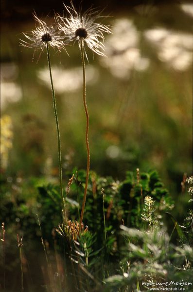 Gewöhnliche Kuhschelle, Pulsatilla vulgaris, Ranunculaceae, Fruchtstände im Gegenlicht, Chowsgöl Nuur, Mongolei