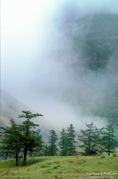 Nebel im Bergland am westlichen Ufer des Chowsgöl Nuur, Chowsgöl Nuur, Mongolei