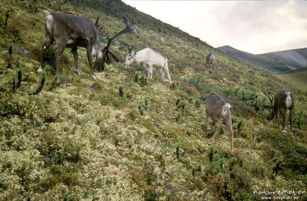 Rentier, Rangifer tarandus, Cervidae, Herde weidet Rentierflechten, Chowsgöl Nuur, Mongolei