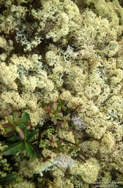 Rentierflechte, Cladonia rangiferina, Cladoniaceae, Chowsgöl Nuur, Mongolei