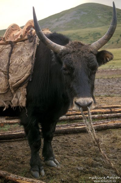 Yak, Bos grunniens, Bovidae, Bulle mit Sattel in Gehege, Chowsgöl Nuur, Mongolei