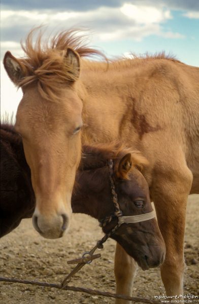 Pferd mit Fohlen, Mongolei, Wüste Gobi, Mongolei