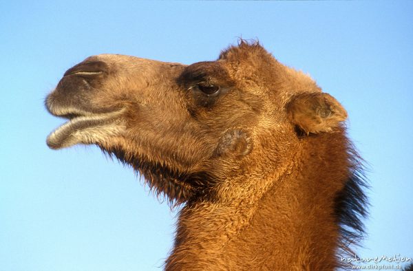 Trampeltier, Zweihöckriges Kamel, Camelus bactrianus, Camelidae, Kopf, Wüste Gobi, Mongolei