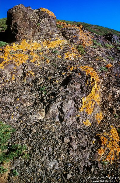 Flechten auf Felsen, von der Hitze zerschlagenes Gestein, Wüste Gobi, Mongolei