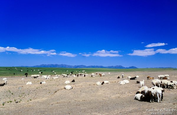 Hausschaf, Ovis gmelini aries, Bovidae, Schafherde in einem ausgetrockneten Flussbett, Wüste Gobi, Mongolei