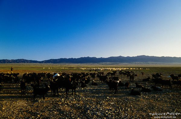 Hausziege, Capra hircus, Bovidae, Hausschaf, Ovis gmelini aries, Bovidae, Herden beim morgendlichen , Wüste Gobi, Mongolei