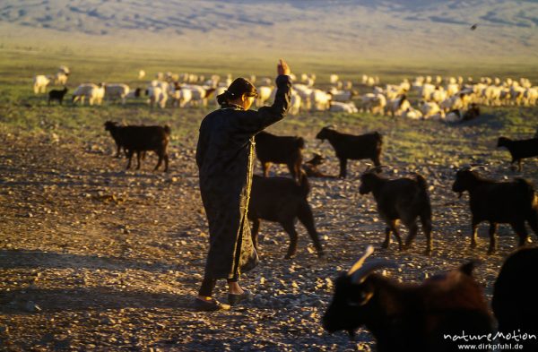Frau treibt am Morgen mit gezielten Steinwürfen die Tiere zum melken zusammen, Wüste Gobi, Mongolei