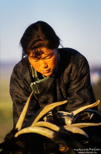 Frau beim Zusammenbinden der Ziegen, Vorbereitung für das Melken, Wüste Gobi, Mongolei