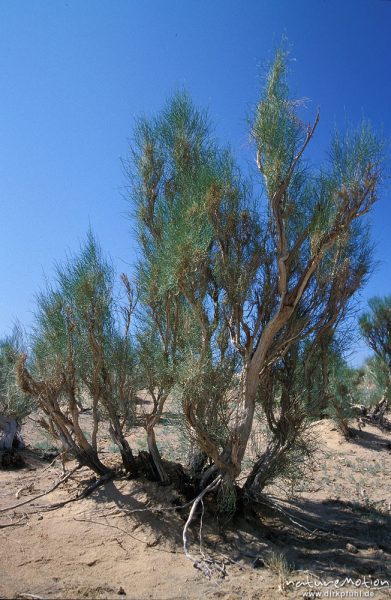 Saxaul, Haloxylon ammodendron, Anabasis ammodendron, Amaranthaceae, einzelner Strauch, Wüste Gobi, Mongolei