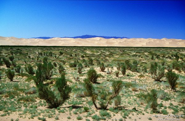 Saxaul, Haloxylon ammodendron, Anabasis ammodendron, Amaranthaceae, "Wald" vor Dünenband von Chongorin Els, Chongorin Els, Mongolei