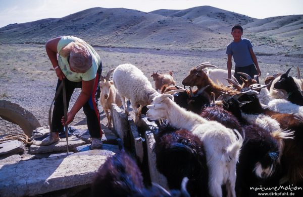 Frau am Ziehbrunnen, Tränken einer Ziegenherde, Wüste Gobi, Mongolei