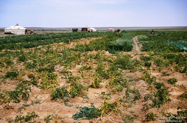 Kartoffel, Solanum tuberosum, Solanaceae, Kartoffelfeld und Jurten, Wüste Gobi, Mongolei
