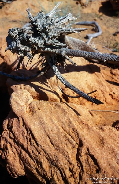 verdorrtes Holz auf roten Sandsteinfelsen, Bayanzag, Mongolei