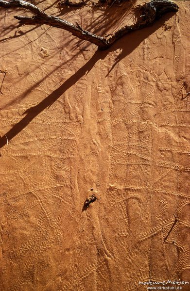 gestrichelte Muster im weichen Sandstein, Bayanzag, Mongolei