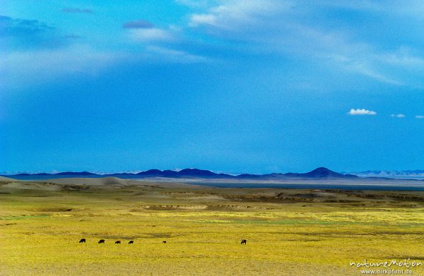 Steppe mit Gebirgszügen und weidendem Vieh, trockene Zone, Übergangszone zur Gobi, ,