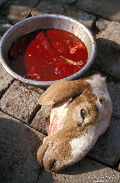 Hausziege, Capra hircus, Bovidae, Ziegenkopf neben mit Blut gefüllter Schale, Ulaanbaatar – Ulan Bator, Mongolei