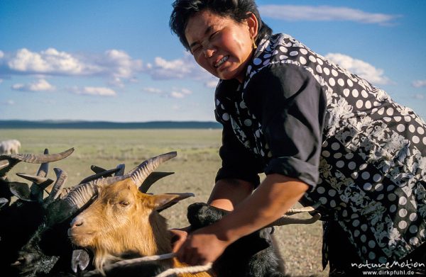 Frau zurrt Ziegen zum Melken zusammen, Wüste Gobi, Mongolei