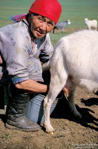 Alte Frau beim melken, , Mongolei