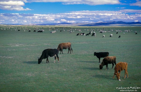 frei grasende Rinder, Schafen und Ziegen, Changai, Mongolei
