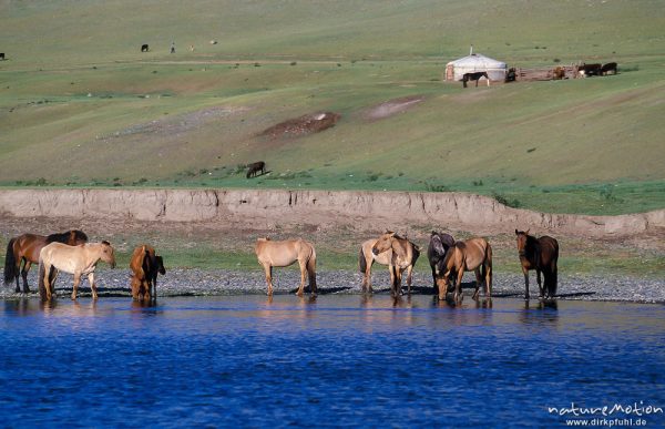 Pferde beim trinken am Fluß, Jurte im Hintergrund, Changai, Mongolei