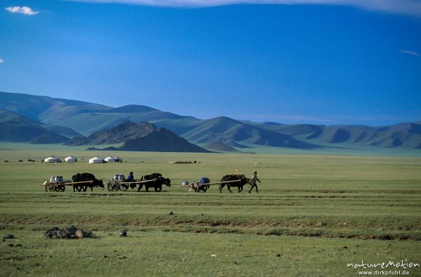 abendliches Wasserholen mit Yak-Karren, Changai, Mongolei
