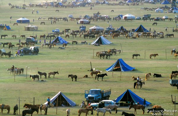 Zeltstadt bei Yarmag, Pferde, Ulaanbaatar - Ulan Bator, Mongolei