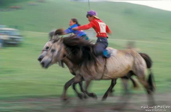 Zieleinlauf der Reiter, Kopf an Kopf Rennen, , Mongolei