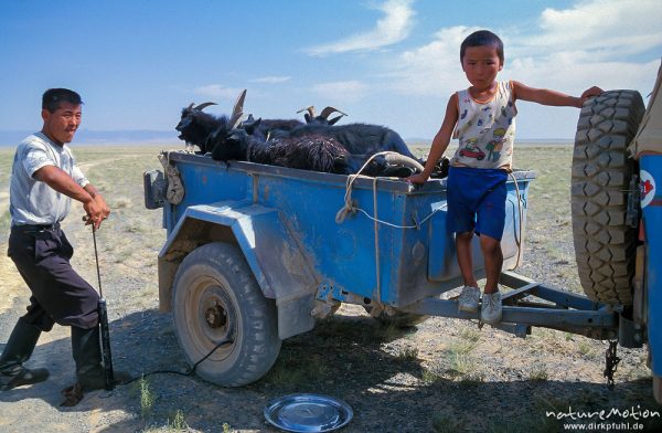 Reifenreparatur unterwegs, Anhänger mit Ziegen, Mercedes-Radkappen, Wüste Gobi, Mongolei
