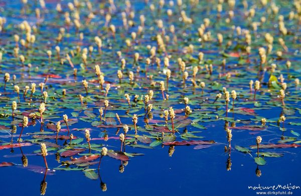 Wasserpflanzenteppich im blauen Wasser, ,