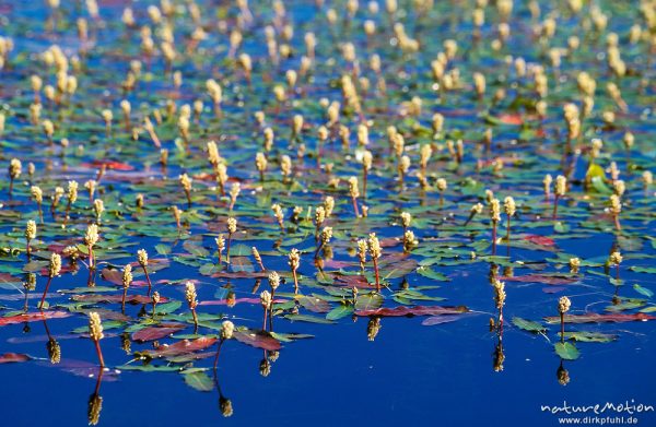 Wasserpflanzenteppich im blauen Wasser, ,