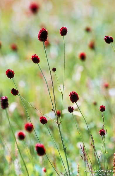 Wiesenknopf, Feuchtwiese am Seeufer, ,