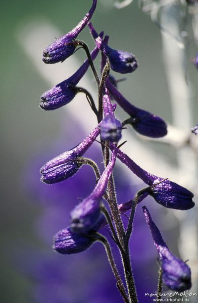 Blauer Eisenhut, Aconitum napellus, Ranunculaceae, geschlossene Blüten, Seeufer, ,