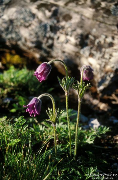 Gewöhnliche Kuhschelle, Pulsatilla vulgaris, Ranunculaceae, Küchenschelle, Seeufer, ,