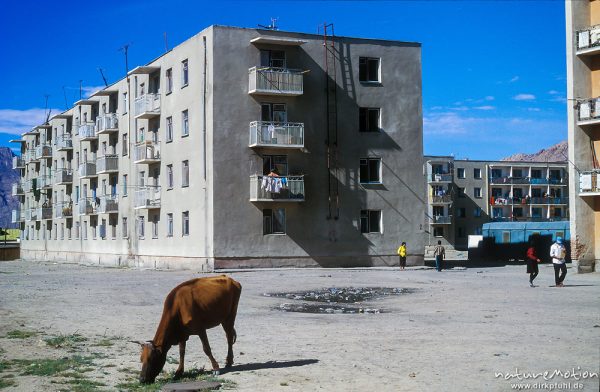 Kuh in Plattenbau-Siedlung, Chowd, ,