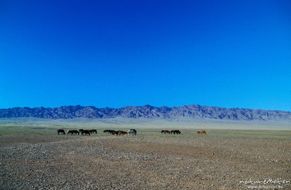 weidende Pferde in trockener Steppe, erodierter Gebirgszug, blauer Himmel, typische Landschaft, Wüste Gobi, Mongolei