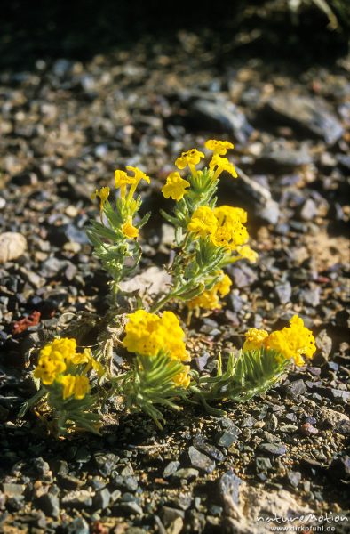 gelb blühende Wüstenblume im sonst vegetationslosen schwarzen Kies, ,