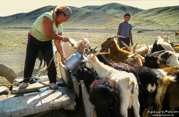 Tränke, Frau tränkt Ziegen an Ziehbrunnen, Wüste Gobi, Mongolei